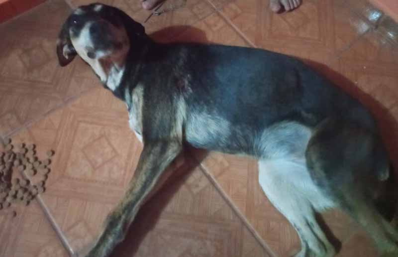 Homem é detido após dar tiro em cachorro em Joaquim Távora, PR