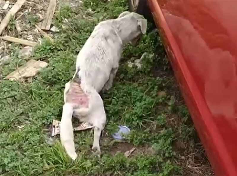 Cão com paralisia nas pernas é resgatado e tutora presa em Curitiba, PR; vídeo