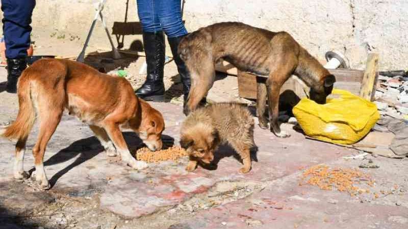 Após ameaçar protetores com pedaço de pau, suspeito de maus-tratos aos animais é preso e cachorros são resgatados