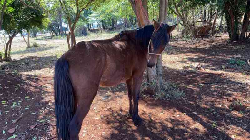 Cavalos em situação de maus-tratos são resgatados na zona oeste de Londrina, PR