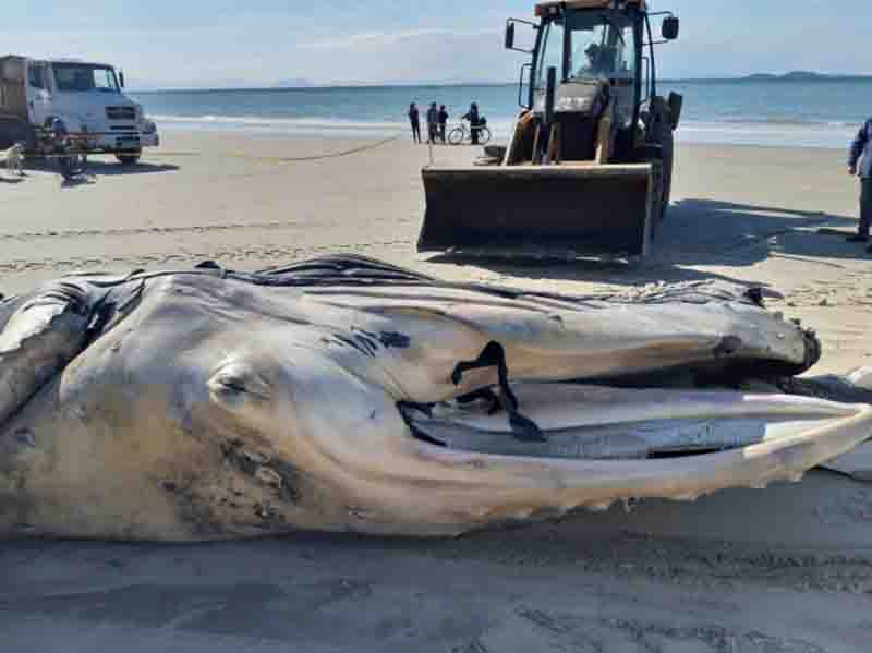 Mais uma baleia encalha e morre no litoral do Paraná; é a sétima em três meses