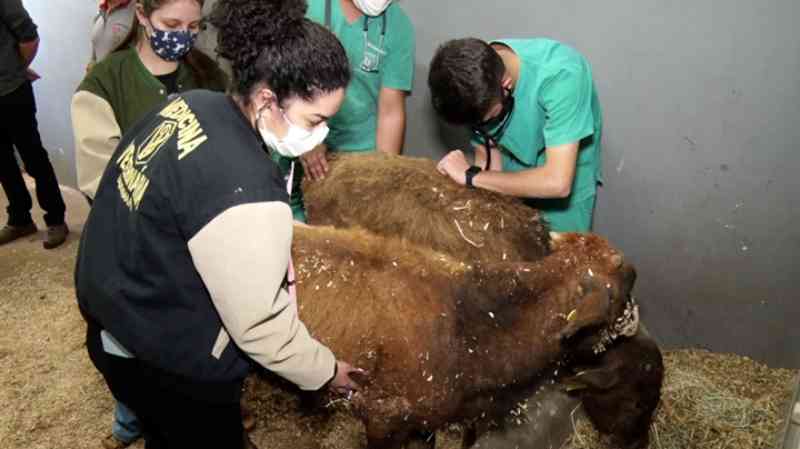 Hospital Veterinário da Unipar acolhe gado vítimas de maus-tratos em Umuarama, PR