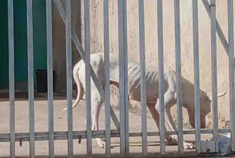 Polícia Civil de Araucária e Secretaria do Meio Ambiente resgatam cadela vítima de maus-tratos