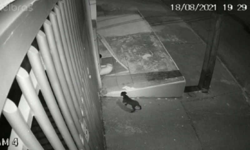 Câmeras de segurança flagram momento que mulher teria abandonado cãozinho no bairro Tarumã,  em Cascavel, PR
