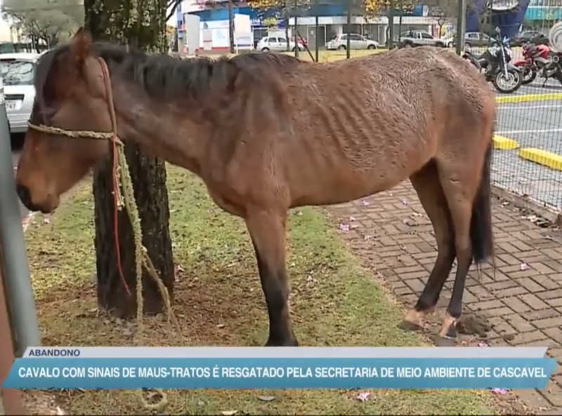 Cavalo com sinais de maus-tratos é resgatado pela Secretaria de Meio Ambiente de Cascavel, PR