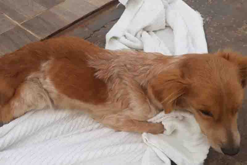 Polícia Militar resgata cachorra em situação de maus-tratos em Umuarama, PR
