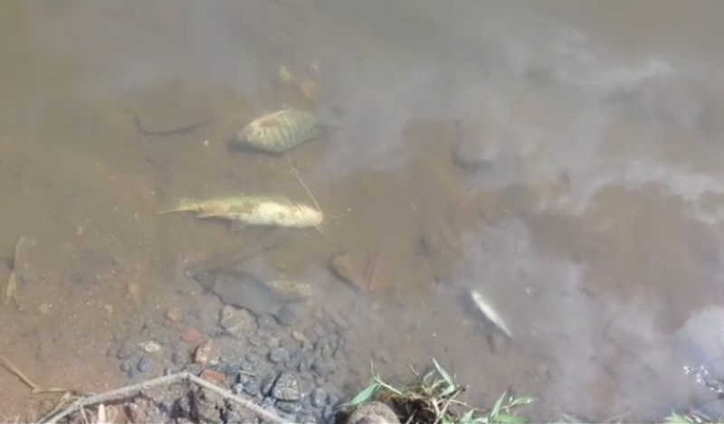 Secretaria de Meio Ambiente investiga morte de peixes em rio de Barra do Piraí, RJ