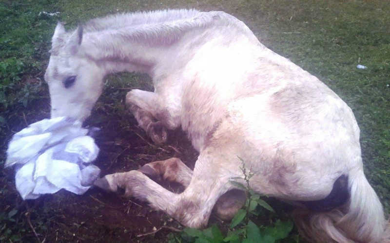 Égua extremamente debilitada e abandonada em Teresópolis (RJ) é resgatada