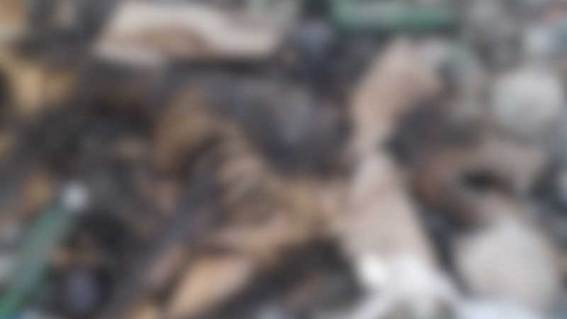 Agente denuncia que cães são 'eutanasiados' e jogados em lixão em Pau dos Ferros, RN; imagens fortes