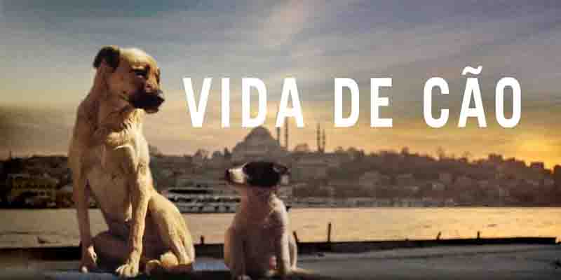 Documentário ‘Vida de Cão’ acompanha a jornada de cães de rua em busca de comida, abrigo e segurança