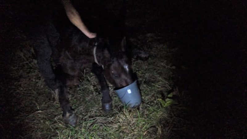 Égua morre de sede e fome em Joinville, SC