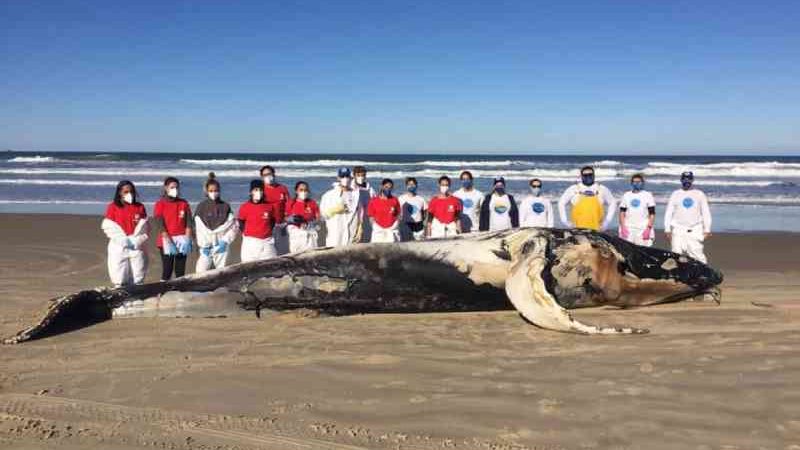 SC é o estado com mais mortes de baleias jubarte em 2021, aponta levantamento