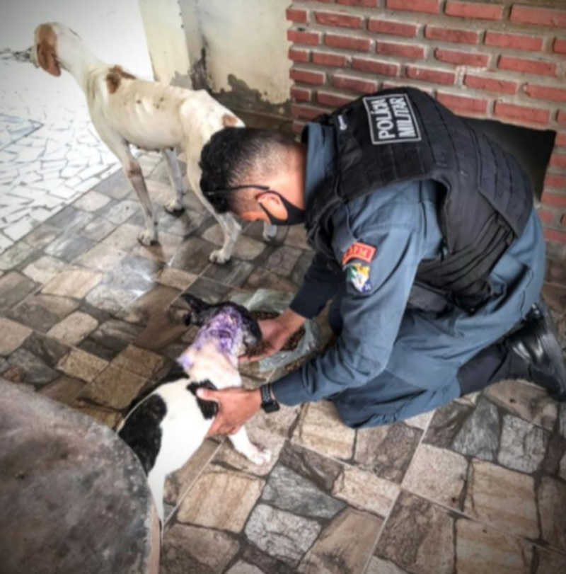 Policial militar trabalha no resgate dos cães — Foto: PM/SE