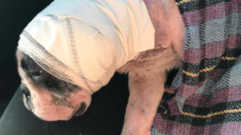Dois cães vítimas de maus-tratos são resgatados em povoado de Boquim, em Sergipe