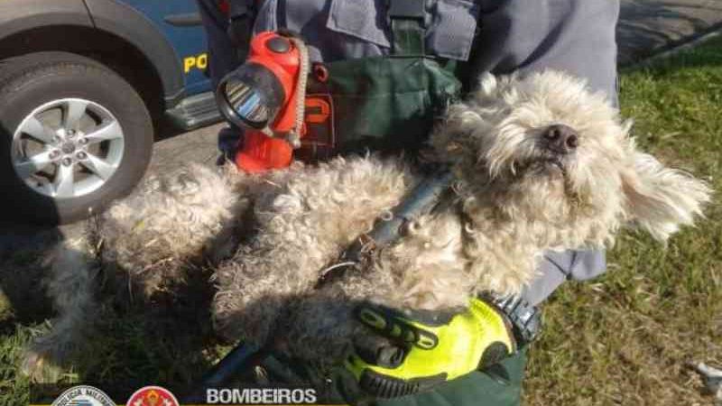 Cachorro é resgatado de bueiro após ter sido abandonado na Dutra, em Aparecida, SP