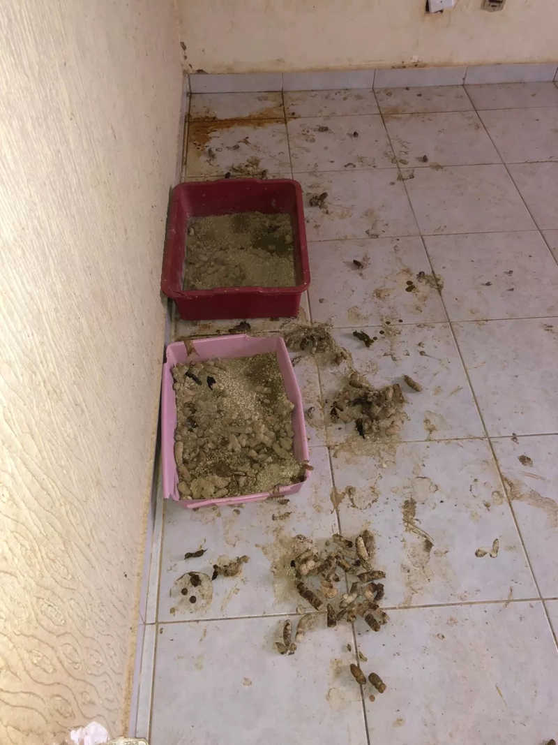 Animais foram encontradas em meio às fezes em casa de Birigui — Foto: Arquivo pessoal