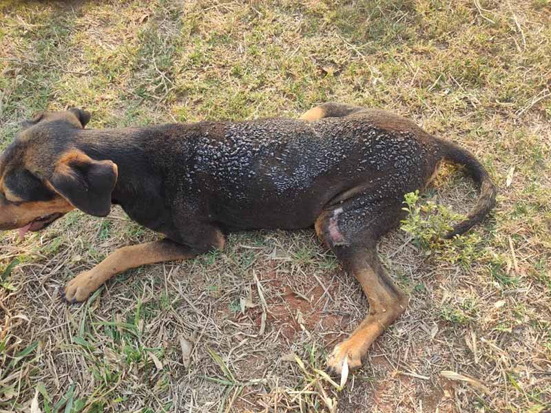 Homem é preso por matar cão carbonizado após atear fogo em barraco em Agudos, SP