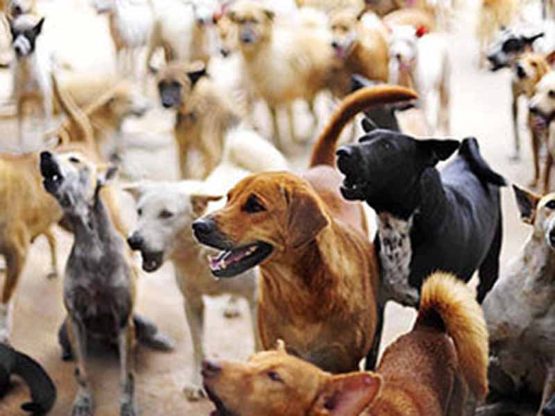 Aplicando nova lei, juiz condena homem a seis anos por maus-tratos a 25 cães
