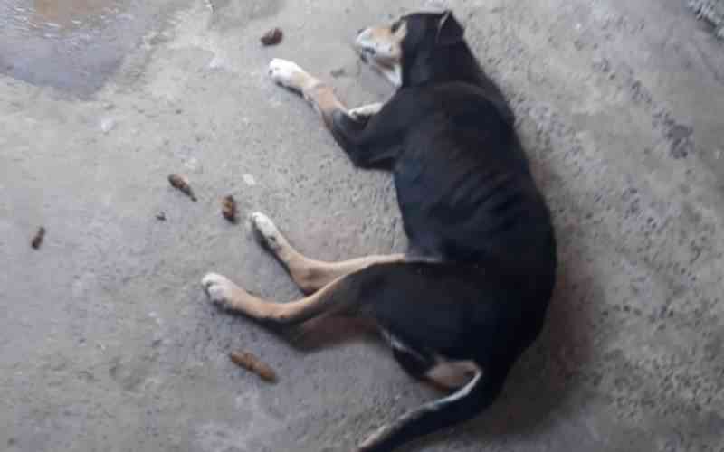 Cachorro morre e tutor é suspeito de maus-tratos em Piracicaba, SP
