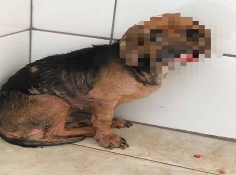Mulher admite ter enterrado vivo cachorro com leishmaniose no interior de SP