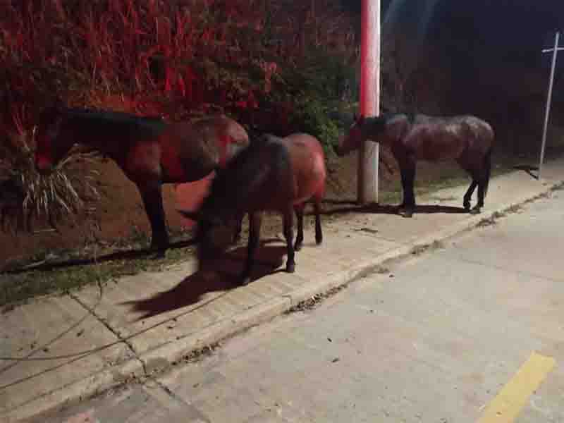 Homem é preso suspeito de raptar cavalos do Setor de Apreensão de Animais de Limeira, SP