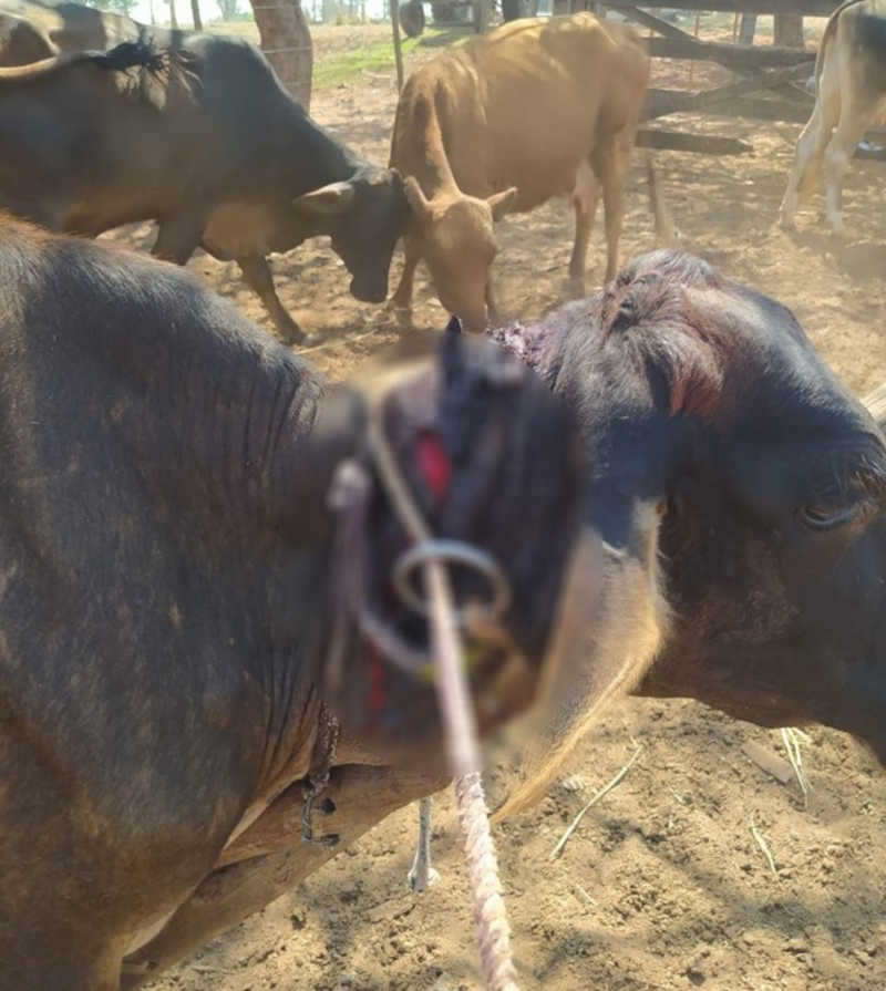 Homem leva multa de R$ 3 mil por maus-tratos a vaca contida com dispositivo rústico conhecido como ‘canga’ no pescoço