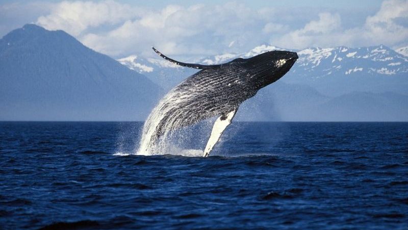 Por que as baleias do Alasca estão tão contentes