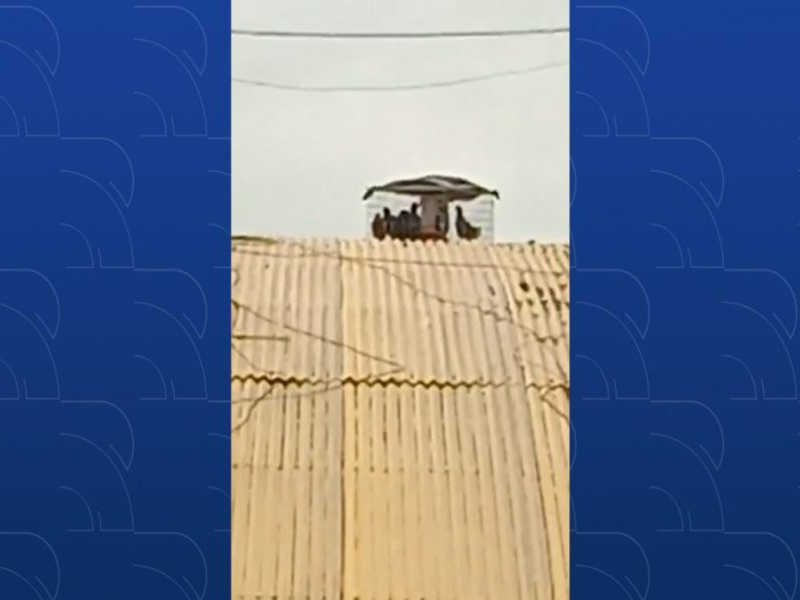 Vídeo mostra pombos presos em gaiolas em telhado de rodoviária de Palmas, TO