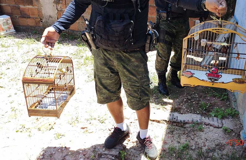 Torneio de Canto de Pássaros acaba com pessoas detidas e aves apreendidas em Alagoas