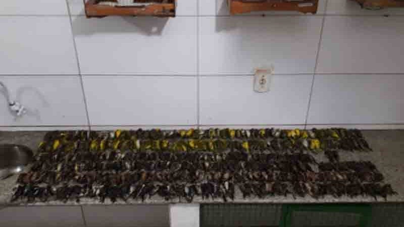 Centenas de pássaros resgatados, vítimas de tráfico, morrem antes de soltura