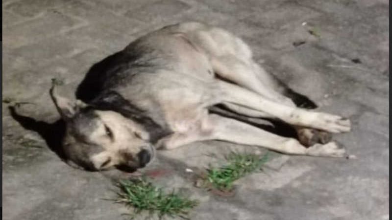 Cachorros comem alimentos com ‘chumbinho’ e morrem envenenados em Mata Grande, AL