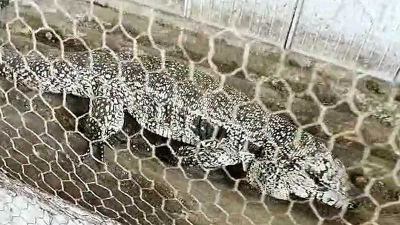 Polícia desativa cativeiro e resgata 54 animais silvestres em residência de Maceió, AL