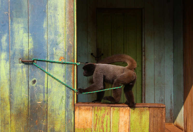 Centro de Triagem de Animais Silvestres em Manaus está lotado