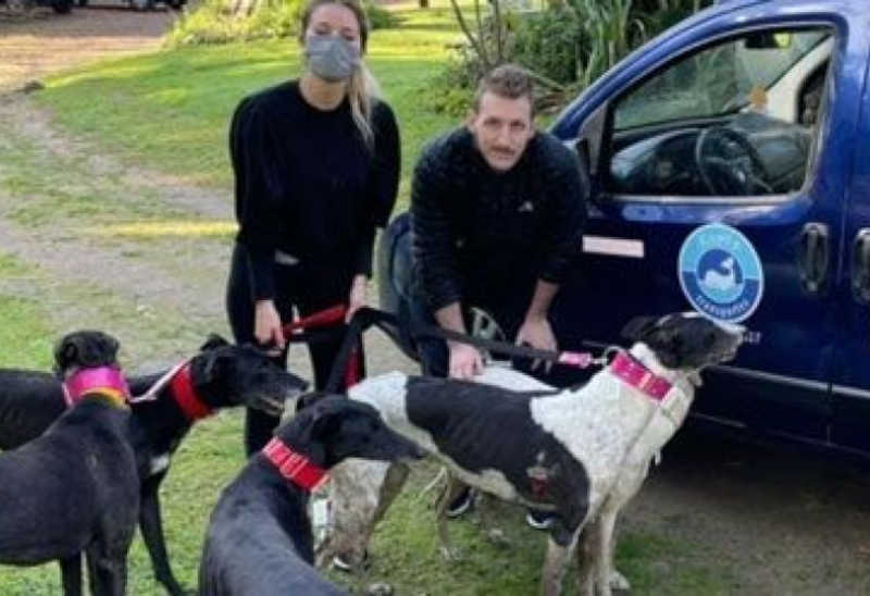 A nova vida dos galgos drogados: do inferno das corridas clandestinas para  uma família adotiva