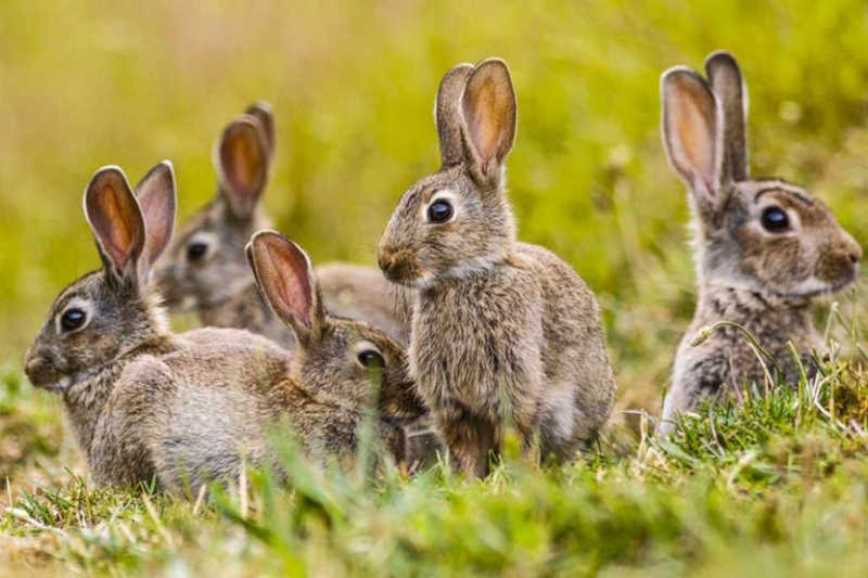 Argentina: polêmica da erradicação de coelhos em Ushuaia gerou uma denúncia por contrabando
