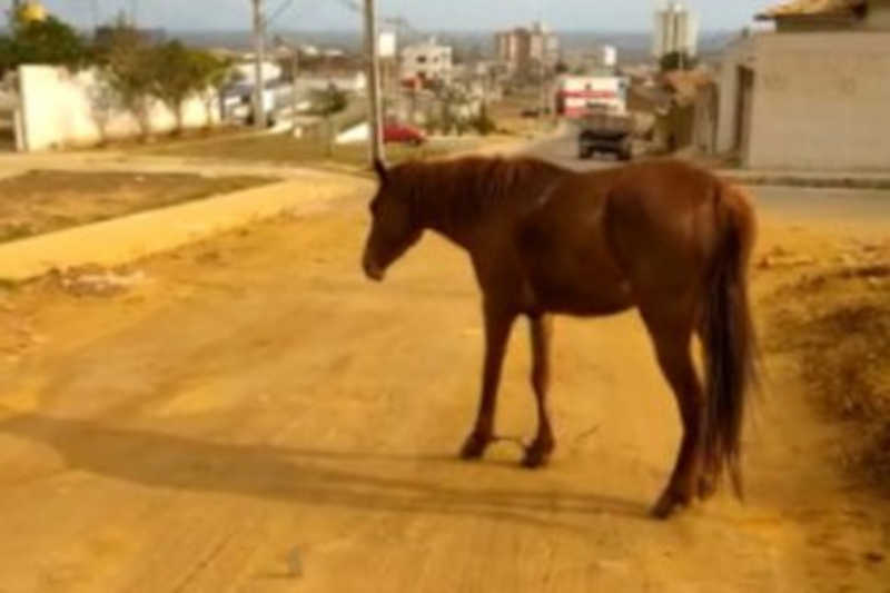 Cavalinho tem patas amarradas com arame farpado em Vitória da Conquista, BA