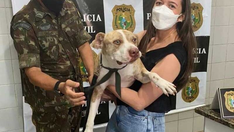 Câmeras de segurança flagram atropelamento de pit bull desaparecido em rua de Fortaleza (CE), e animal é devolvido à tutora