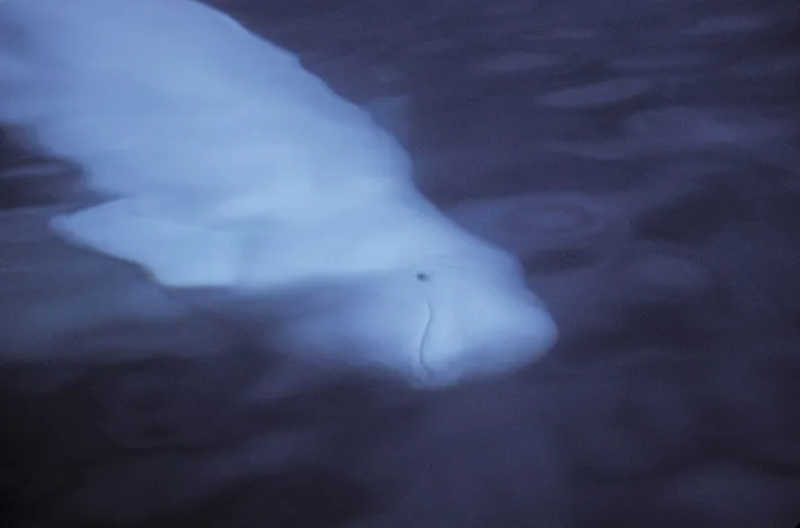 O Canadá está a restringir a observação de baleias