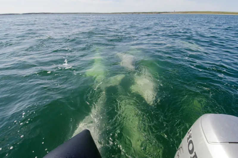 No Estuário de Churchill, em Manitoba, baleias beluga curiosas seguem um barco de observação de baleias.  FOTOGRAFIA DE CINDY HOPKINS, ALAMY