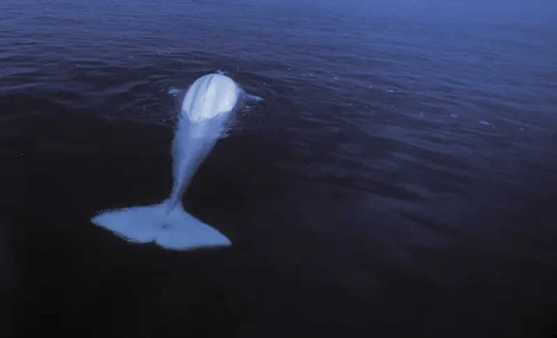 Uma baleia beluga a nadar na Baía de Hudson.  FOTOGRAFIA DE KIKE CALVO, NAT GEO IMAGE COLLECTION