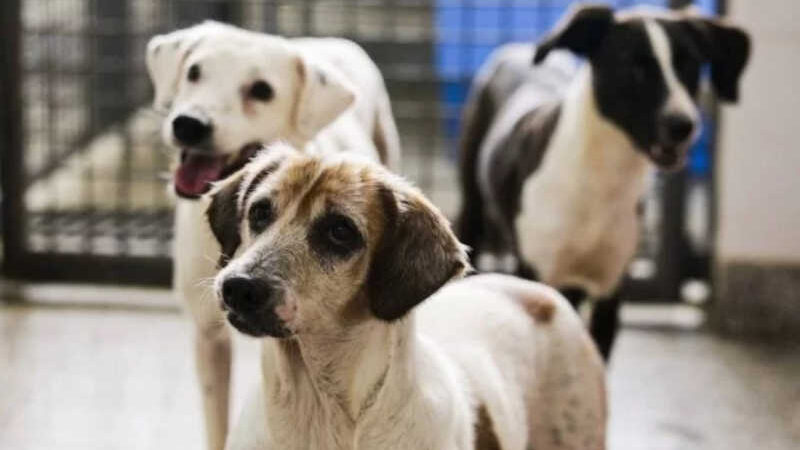 Ibram oferece 5 mil vagas para castração de cães e gatos no DF