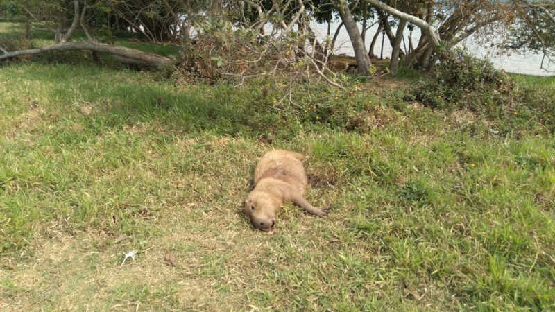 Polícia Civil investiga morte de capivaras encontradas com marcas de tiros no Lago Paranoá, em Brasília, DF