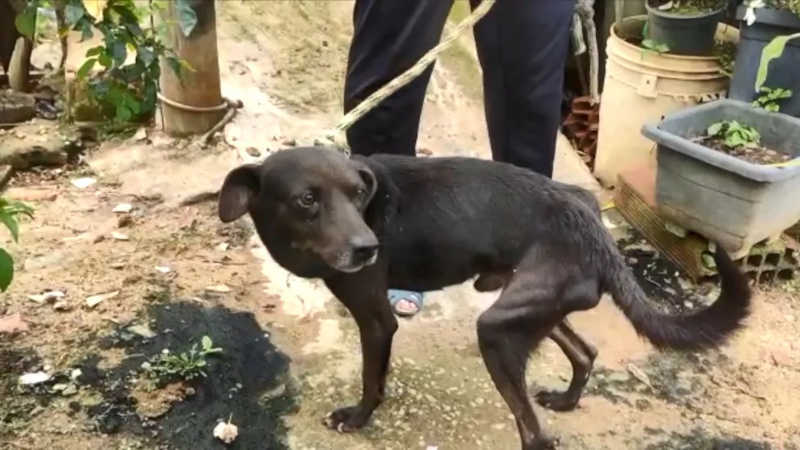Magros e feridos, cães são resgatados em casa no ES