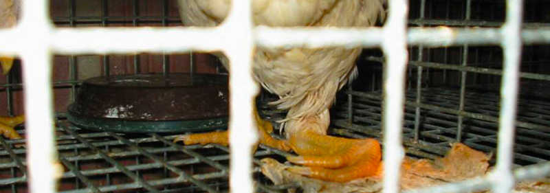 Doenças que afetam animais em fazendas