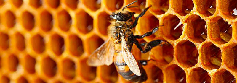 Exploração de abelhas por seres humanos