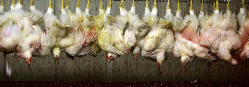A morte dos animais usados para alimentação