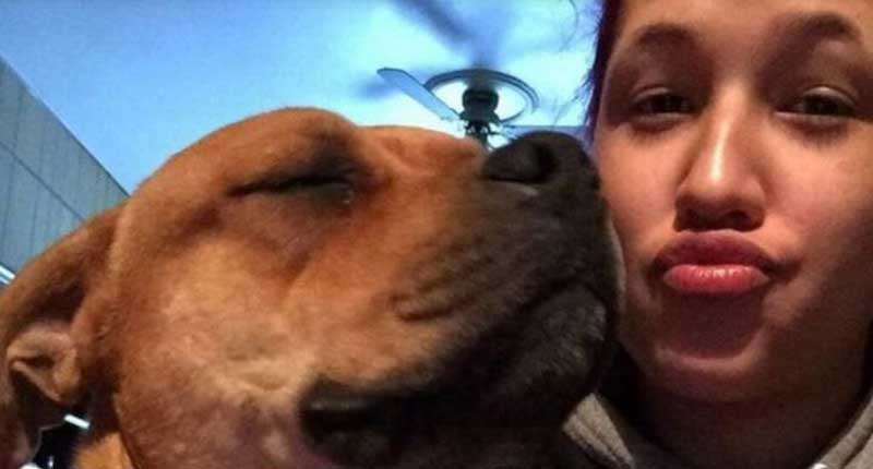 Mulher vai à abrigo adotar animal e reencontra cachorro desaparecido há dois anos