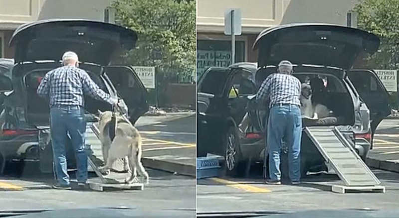 Homem constrói rampa para ajudar cachorro idoso a subir no carro; vídeo