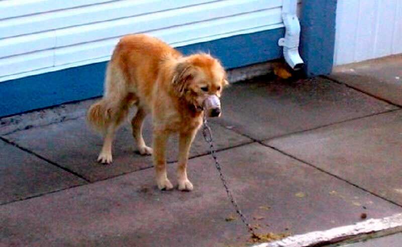 Vizinhos invadem quintal para resgatar cão que vivia sendo maltratado no Canadá