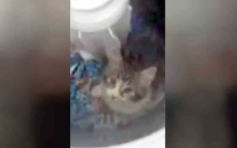 Gato que foi colocado na máquina de lavar para girar junto com roupas está bem e será doado, diz associação